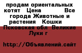 продам ориентальных котят › Цена ­ 5 000 - Все города Животные и растения » Кошки   . Псковская обл.,Великие Луки г.